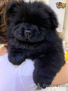 Zdjęcie №2 do zapowiedźy № 159424 na sprzedaż  chow-chow - wkupić się Belgia 