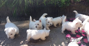 Zdjęcie №1. west highland white terrier - na sprzedaż w Neumünster | 1674zł | Zapowiedź №171447