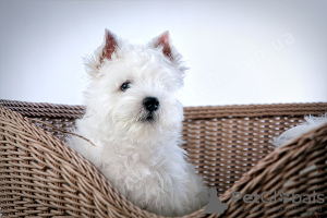 Zdjęcie №1. west highland white terrier - na sprzedaż w Москва | 3094zł | Zapowiedź №41876