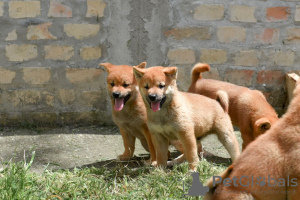 Dodatkowe zdjęcia: Shiba Inu szczenięta