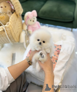 Zdjęcie №3. Niesamowite i urocze pomorskie szczeniak do adopcji. USA