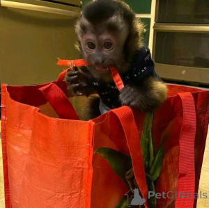 Zdjęcie №3. Mono-kapucyno. Hiszpania