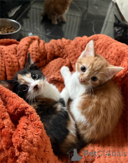 Zdjęcie №1.  - na sprzedaż w Alain | 1674zł | Zapowiedź № 151619