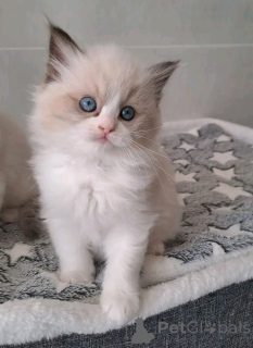 Zdjęcie №1. ragdoll - na sprzedaż w Heinävesi | Bezpłatny | Zapowiedź № 176606