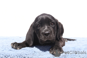 Zdjęcie №3. Cora of spqr corso. Rumunia