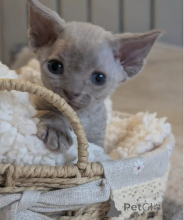 Zdjęcie №3. Piękne kocięta Devon Rex w kolorze niebieskim i liliowym. Niemcy