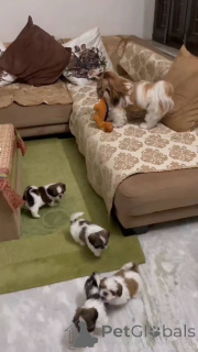 Zdjęcie №1. shih tzu - na sprzedaż w Touolouse | 1674zł | Zapowiedź №160565