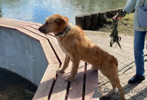 Zdjęcie №4. Sprzedam pies nierasowy w Москва. prywatne ogłoszenie - cena - Bezpłatny