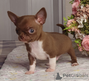 Dodatkowe zdjęcia: Chihuahua Chocolate Mini Boy