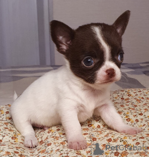 Dodatkowe zdjęcia: Czekoladowy chłopiec Chihuahua
