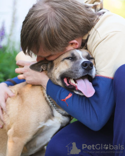 Zdjęcie №4. Sprzedam pies nierasowy w Москва. prywatne ogłoszenie - cena - Bezpłatny