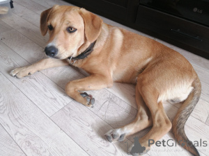 Zdjęcie №2 do zapowiedźy № 164578 na sprzedaż  pies nierasowy - wkupić się Białoruś prywatne ogłoszenie