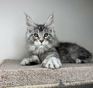 Zdjęcie №1. maine coon - na sprzedaż w Baden-Baden | 4736zł | Zapowiedź № 163713