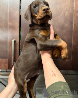 Zdjęcie №1. doberman - na sprzedaż w Warszawa | negocjowane | Zapowiedź №163828