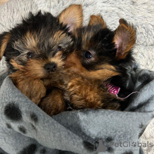 Zdjęcie №1. yorkshire terrier - na sprzedaż w Rotterdam-Albrandswaard | 2009zł | Zapowiedź №116180