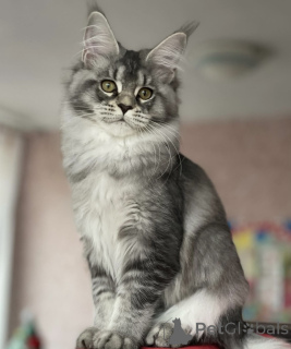 Zdjęcie №1. maine coon - na sprzedaż w Baden-Baden | 5zł | Zapowiedź № 163175