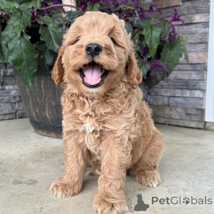 Zdjęcie №1. pies nierasowy - na sprzedaż w Aalborg | 1674zł | Zapowiedź №151549