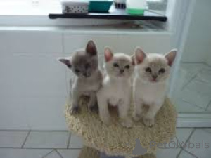 Zdjęcie №2 do zapowiedźy № 166328 na sprzedaż  kot burmski - wkupić się Finlandia prywatne ogłoszenie, hodowca