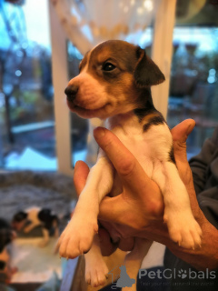 Zdjęcie №4. Sprzedam rosyjski pies w Hamburg. hodowca - cena - negocjowane