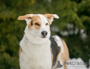 Zdjęcie №2 do zapowiedźy № 92977 na sprzedaż  pies nierasowy - wkupić się Federacja Rosyjska prywatne ogłoszenie
