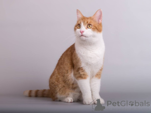 Zdjęcie №3. Kitty Manyunya szuka dobrego serca.. Federacja Rosyjska