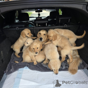 Zdjęcie №1. golden retriever - na sprzedaż w Holstebro | negocjowane | Zapowiedź №169980