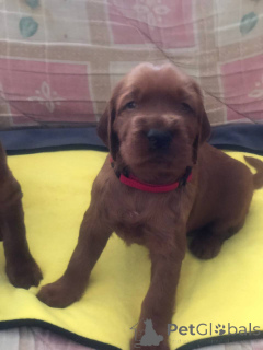 Zdjęcie №2 do zapowiedźy № 138669 na sprzedaż  seter irlandzki - wkupić się Ukraina prywatne ogłoszenie