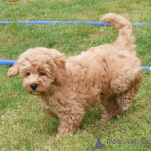 Zdjęcie №1. golden retriever - na sprzedaż w Dusseldorf | 2870zł | Zapowiedź №172794