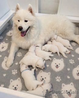 Zdjęcie №1. samojed (rasa psa) - na sprzedaż w Delsbo | negocjowane | Zapowiedź №173553