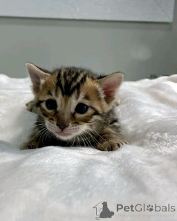 Zdjęcie №2 do zapowiedźy № 138915 na sprzedaż  kot bengalski - wkupić się Niemcy prywatne ogłoszenie, hodowca