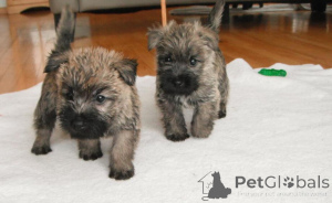 Zdjęcie №1. cairn terrier - na sprzedaż w Wilno | negocjowane | Zapowiedź №162906