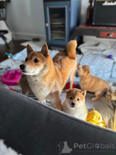 Zdjęcie №3. KC-registrierte Shiba Inu Welpen zu verkaufen Skontaktuj się z nami przez. Niemcy