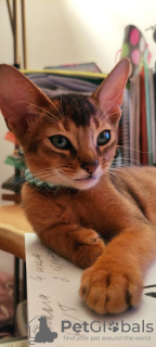 Zdjęcie №3. Klubowe kocięta abisyńskie. Łotwa