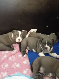 Zdjęcie №1. american bully - na sprzedaż w Dikirh | negocjowane | Zapowiedź №169290