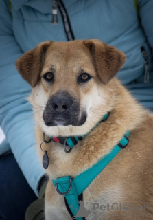 Zdjęcie №4. Sprzedam pies nierasowy w Москва.  - cena - Bezpłatny