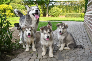 Zdjęcie №1. alaskan malamute - na sprzedaż w Zelb | 2153zł | Zapowiedź №169407