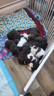 Zdjęcie №2 do zapowiedźy № 137806 na sprzedaż  nowofundland - wkupić się Niemcy hodowca