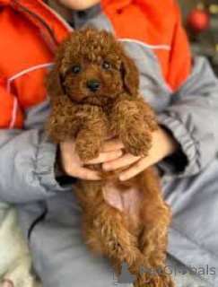 Zdjęcie №3. Toy Poedel Puppies te koop. Holandia