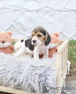 Zdjęcie №4. Sprzedam beagle (rasa psa) w Norymberga. prywatne ogłoszenie, od żłobka, ze schronu - cena - Bezpłatny