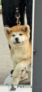 Zdjęcie №2 do zapowiedźy № 144150 na sprzedaż  akita (rasa psa) - wkupić się Gruzja prywatne ogłoszenie