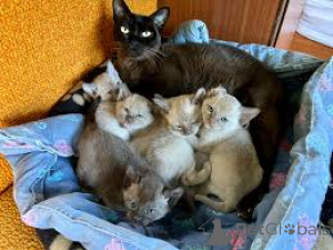 Zdjęcie №1. kot burmski - na sprzedaż w Antwerpia | 2392zł | Zapowiedź № 162400