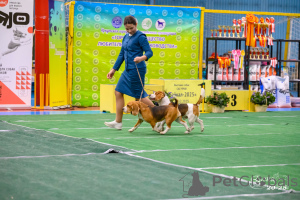 Zdjęcie №2 do zapowiedźy № 149741 na sprzedaż  beagle (rasa psa) - wkupić się Federacja Rosyjska prywatne ogłoszenie