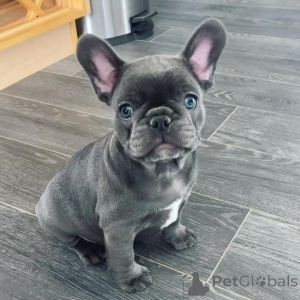 Zdjęcie №1. buldog francuski - na sprzedaż w Malakka | negocjowane | Zapowiedź №161980