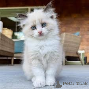 Zdjęcie №2 do zapowiedźy № 168352 na sprzedaż  ragdoll - wkupić się Polska prywatne ogłoszenie, hodowca