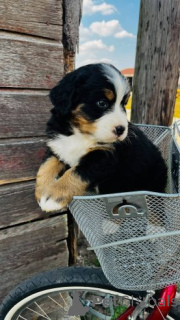 Zdjęcie №3. Berno kalnų šunų šuniukai.. Litwa