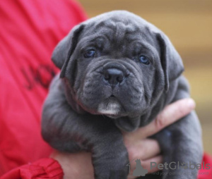 Dodatkowe zdjęcia: Szczenięta CANE CORSO