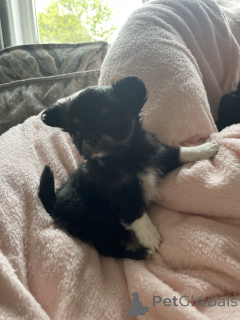 Zdjęcie №3. Longhair Chihuahua Szczenięta na sprzedaż. USA