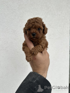 Zdjęcie №3. Zabawne czerwone pudle!. Serbia