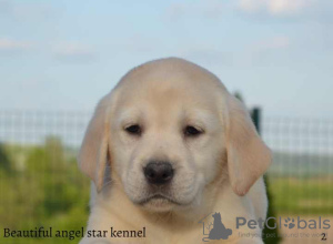 Zdjęcie №2 do zapowiedźy № 99379 na sprzedaż  labrador retriever - wkupić się Serbia hodowca