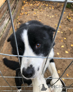 Zdjęcie №2 do zapowiedźy № 164334 na sprzedaż  karelski pies na niedźwiedzie - wkupić się Finlandia prywatne ogłoszenie